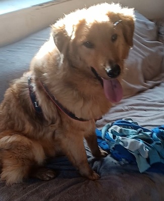 Biondo, Mischling - Rüde