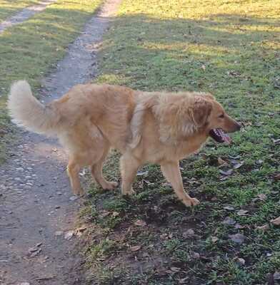 Biondo, Mischling - Rüde