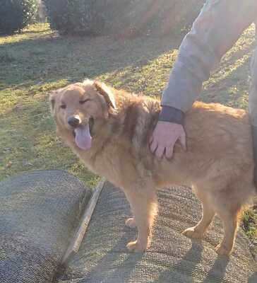 Biondo, Mischling - Rüde