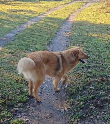 Biondo, Mischling - Rüde