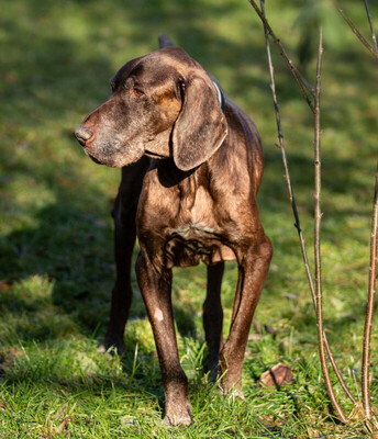 Birko, Deutsch-Kurzhaar - Rüde