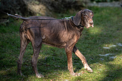 Birko, Deutsch-Kurzhaar - Rüde