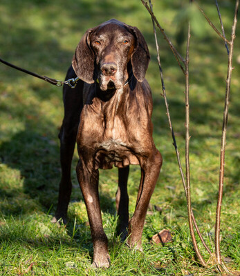 Birko, Deutsch-Kurzhaar - Rüde