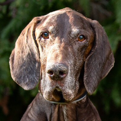 Birko, Deutsch-Kurzhaar - Rüde