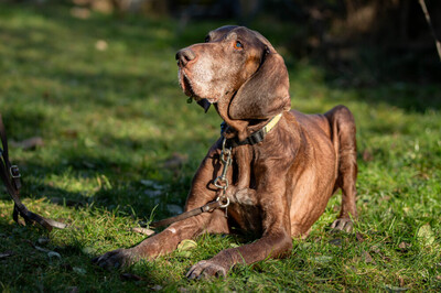 Birko, Deutsch-Kurzhaar - Rüde