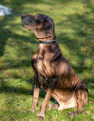 Birko, Deutsch-Kurzhaar - Rüde