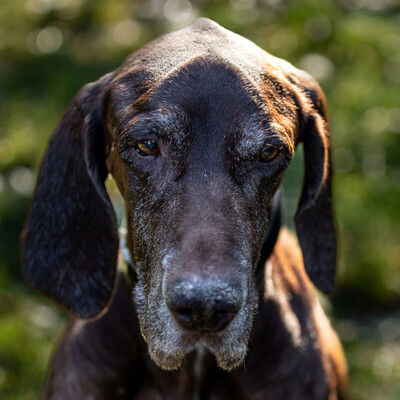 Birko, Deutsch-Kurzhaar - Rüde
