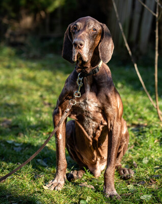 Birko, Deutsch-Kurzhaar - Rüde