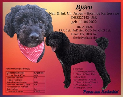 Björn, BA + JH Ch., Nat. & Int. Ch. Aspen - Björn de los tres rios, Perro de Aqua - Mix - Rüde