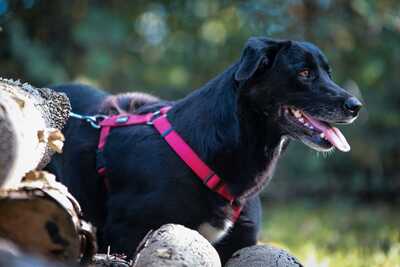 Black Beauty, Mischling - Rüde