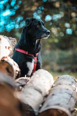 Black Beauty, Mischling - Rüde