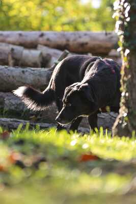 Black Beauty, Mischling - Rüde