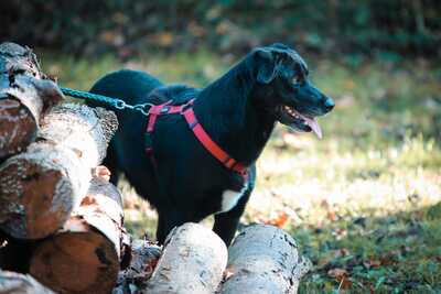 Black Beauty, Mischling - Rüde