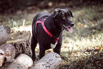 Black Beauty, Mischling - Rüde