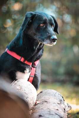 Black Beauty, Mischling - Rüde