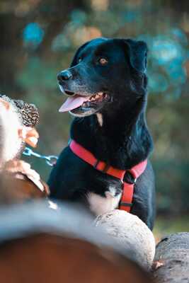 Black Beauty, Mischling - Rüde