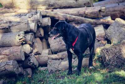 Black Beauty, Mischling - Rüde