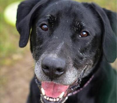Black Labrador Mix Rüde sucht ein Zuhause, Labrador - Rüde