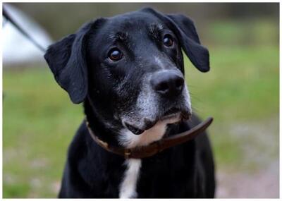 Black Labrador Mix Rüde sucht ein Zuhause, Labrador - Rüde
