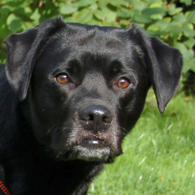 Black Shadow mit SIDNEY, Labrador. - Rüde