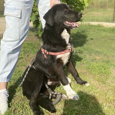 Blackie - ein junger und aufgeschlossener Rüde / Reserviert, Mischling - Rüde