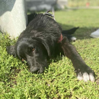 Blackie - ein junger und aufgeschlossener Rüde / Reserviert, Mischling - Rüde