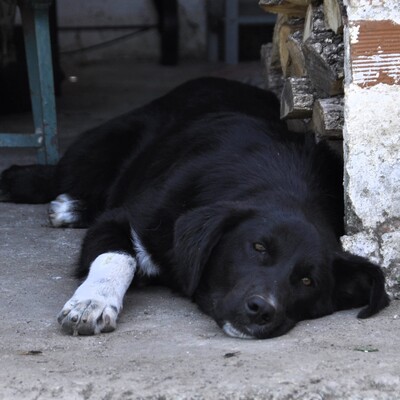 Blackie - ein junger und aufgeschlossener Rüde / Reserviert, Mischling - Rüde