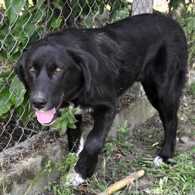 Blackie - ein junger und aufgeschlossener Rüde / Reserviert, Mischling - Rüde