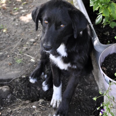 Blackie - ein junger und aufgeschlossener Rüde / Reserviert, Mischling - Rüde