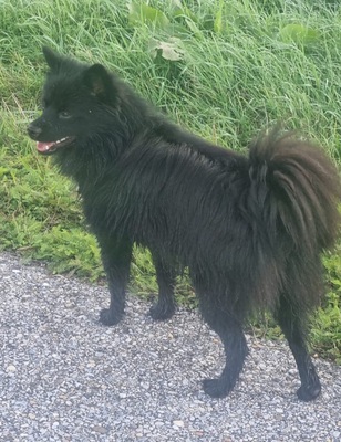 Blacky, Deutscher Spitz - Rüde