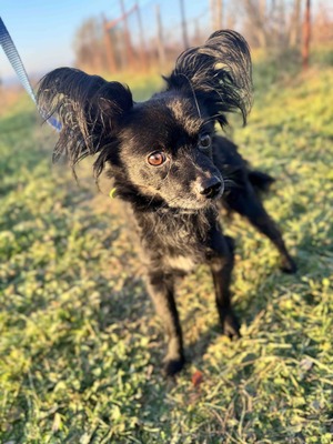 Blacky Langhaar Chihuahua-Rüde sucht..., Chihuahua - Rüde