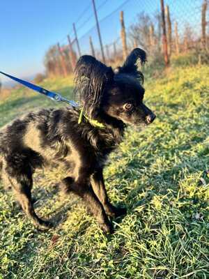 Blacky Langhaar Chihuahua-Rüde sucht..., Chihuahua - Rüde