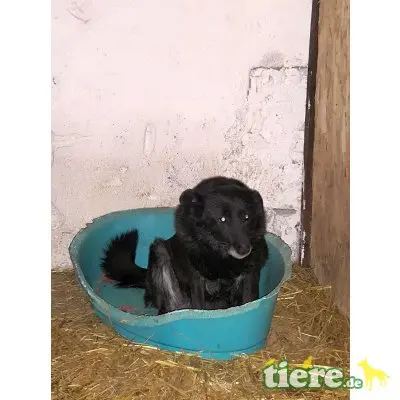 Blacky, Mischling - Hündin