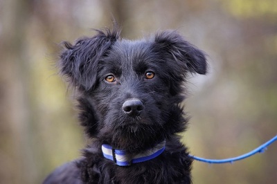 Blacky, Mischling Welpen - Rüde