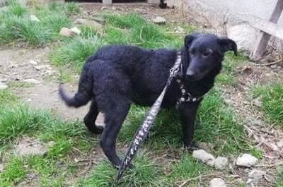 Blacky, Schäferhund Labrador - Hündin 1