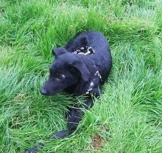 Blacky, Schäferhund Labrador - Hündin