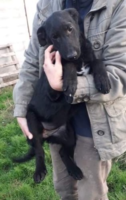 Blacky, Schäferhund Labrador - Hündin 4