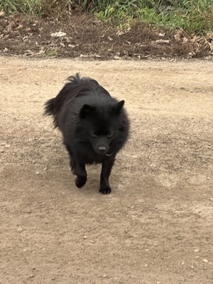 Blacky, Zwergspitz - Rüde