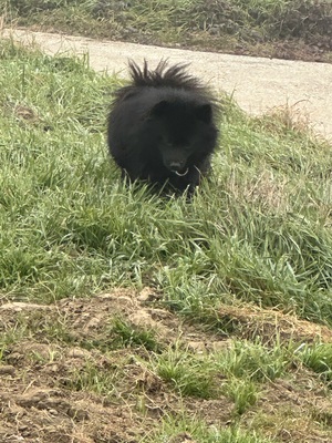 Blacky, Zwergspitz - Rüde