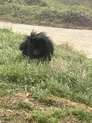 Blacky, Zwergspitz - Rüde