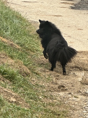 Blacky, Zwergspitz - Rüde