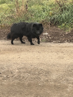 Blacky, Zwergspitz - Rüde