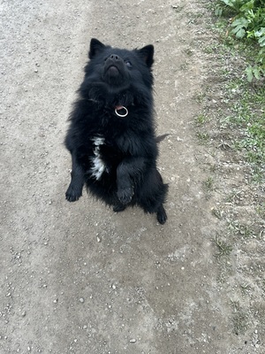 Blacky, Zwergspitz - Rüde