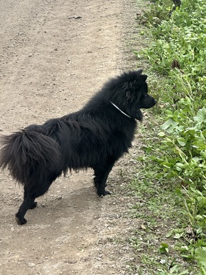 Blacky, Zwergspitz - Rüde