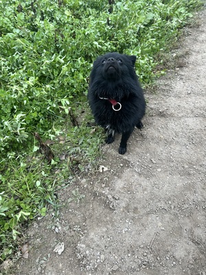 Blacky, Zwergspitz - Rüde