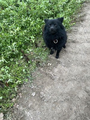 Blacky, Zwergspitz - Rüde