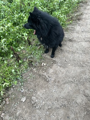 Blacky, Zwergspitz - Rüde