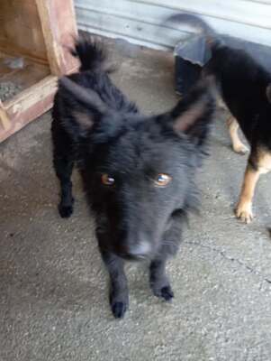 ⚡️ Blacky – der schwarze Wirbelwind mit Herz und Humor 🐶, Mischling - Rüde