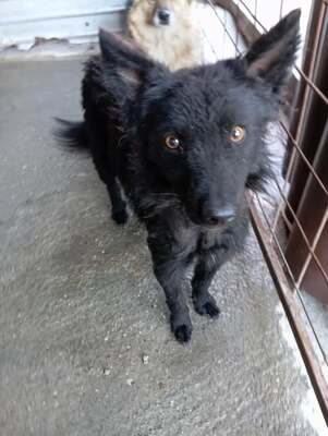 ⚡️ Blacky – der schwarze Wirbelwind mit Herz und Humor 🐶, Mischling - Rüde