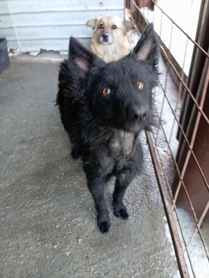 ⚡️ Blacky – der schwarze Wirbelwind mit Herz und Humor 🐶, Mischling - Rüde